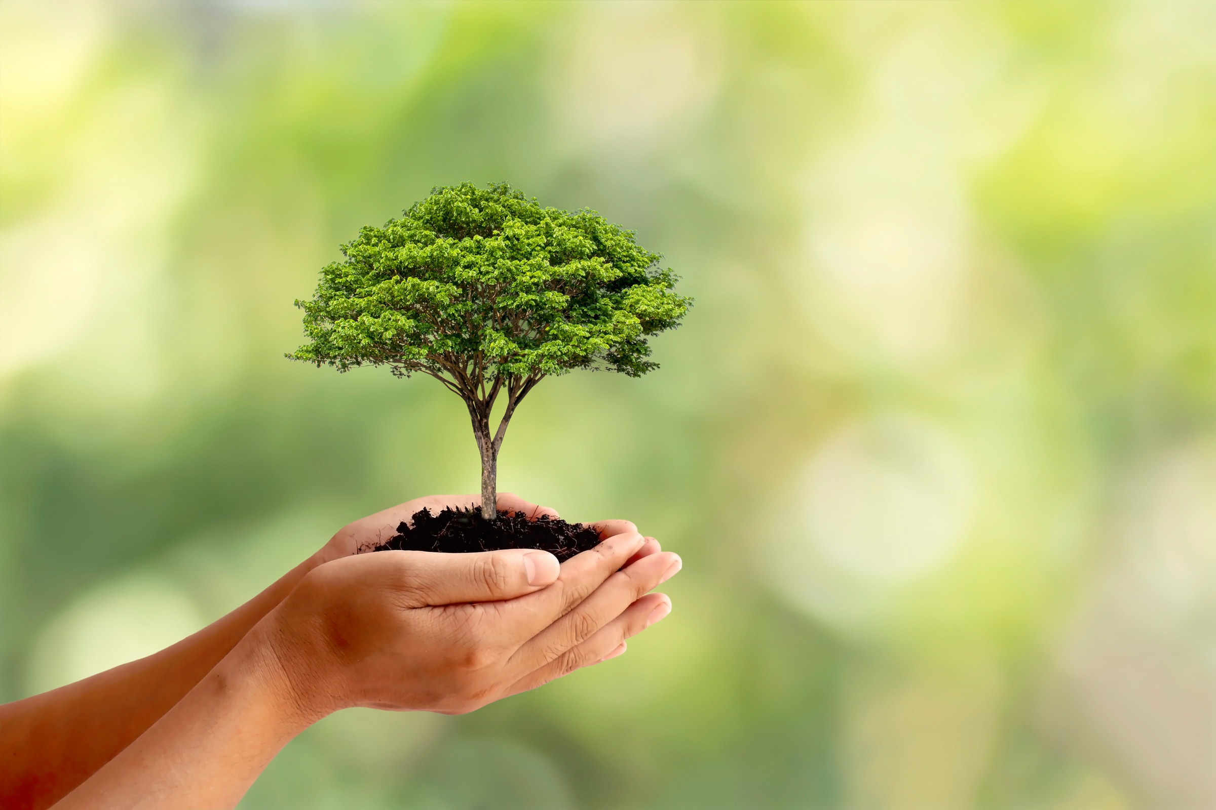 Trees Are Planted on the Ground in Human Hands with Natural Green Backgrounds, the Concept of Plant Growth and Environmental Protection.